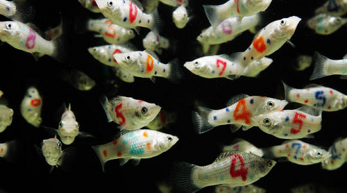 Tattoo-ed Fish: Cruel or Creative? - Alvinology