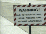 Do not feed the pigeons!~ - Alvinology