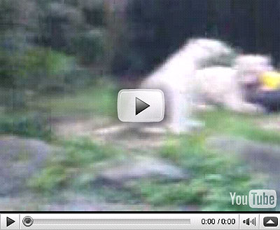 Singapore Zoo white tiger attack video leaked online - Alvinology