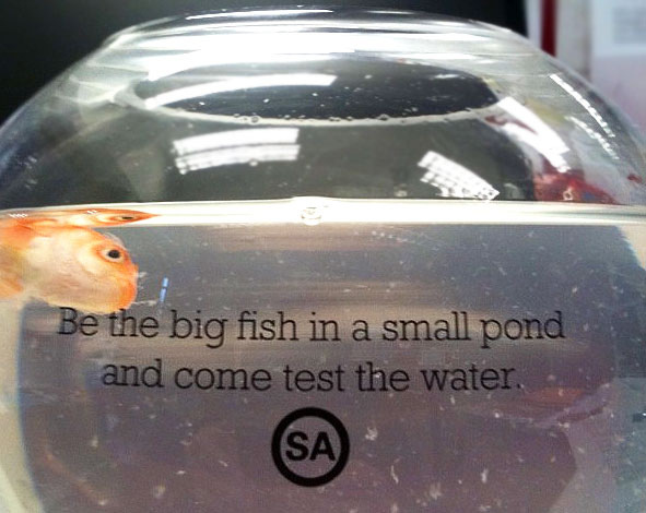 PR FAIL: Sending LIVE Goldfish in Mail to Promote Adelaide and South Australia - Alvinology