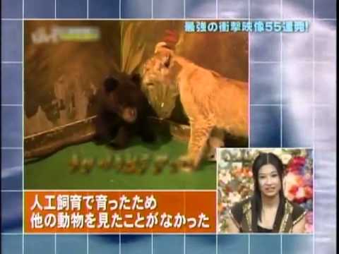 Japanese Cowardly Bear Cub - Alvinology