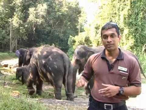 One Year Old Baby Elephant Nila Utama's Birthday Tea Party at the Singapore Zoo - Alvinology