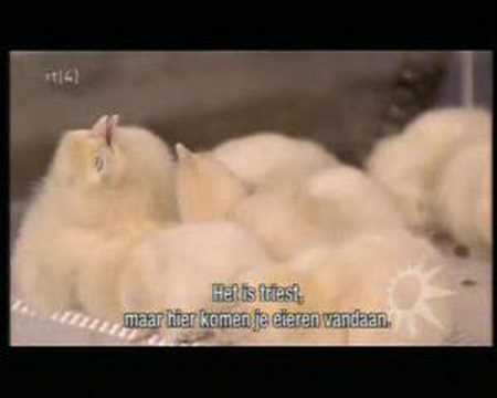 Jamie Oliver suffocates chicks on TV - Alvinology