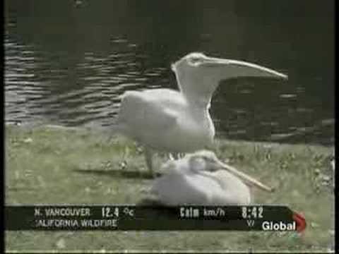Pelican Swallows Pigeon Whole! - Alvinology