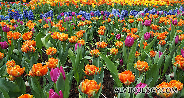 Tulipmania @ Gardens by the Bay - Alvinology