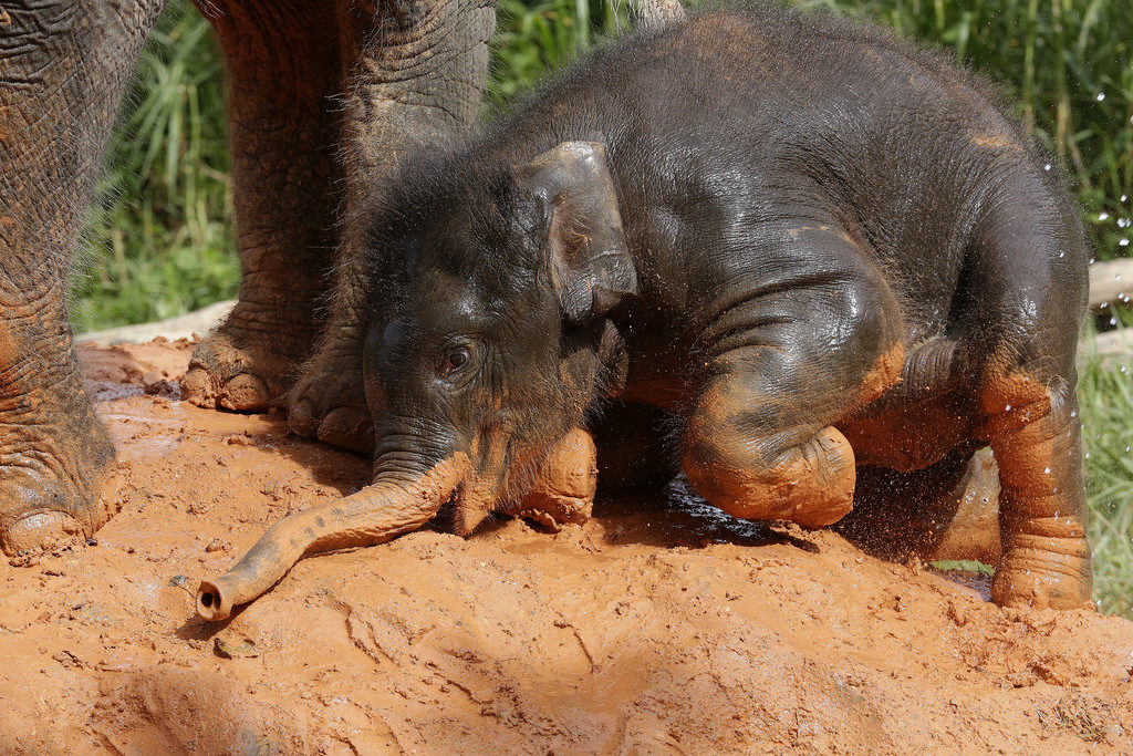 The Baby Elephant at Night Safari has been named - Neha - Alvinology