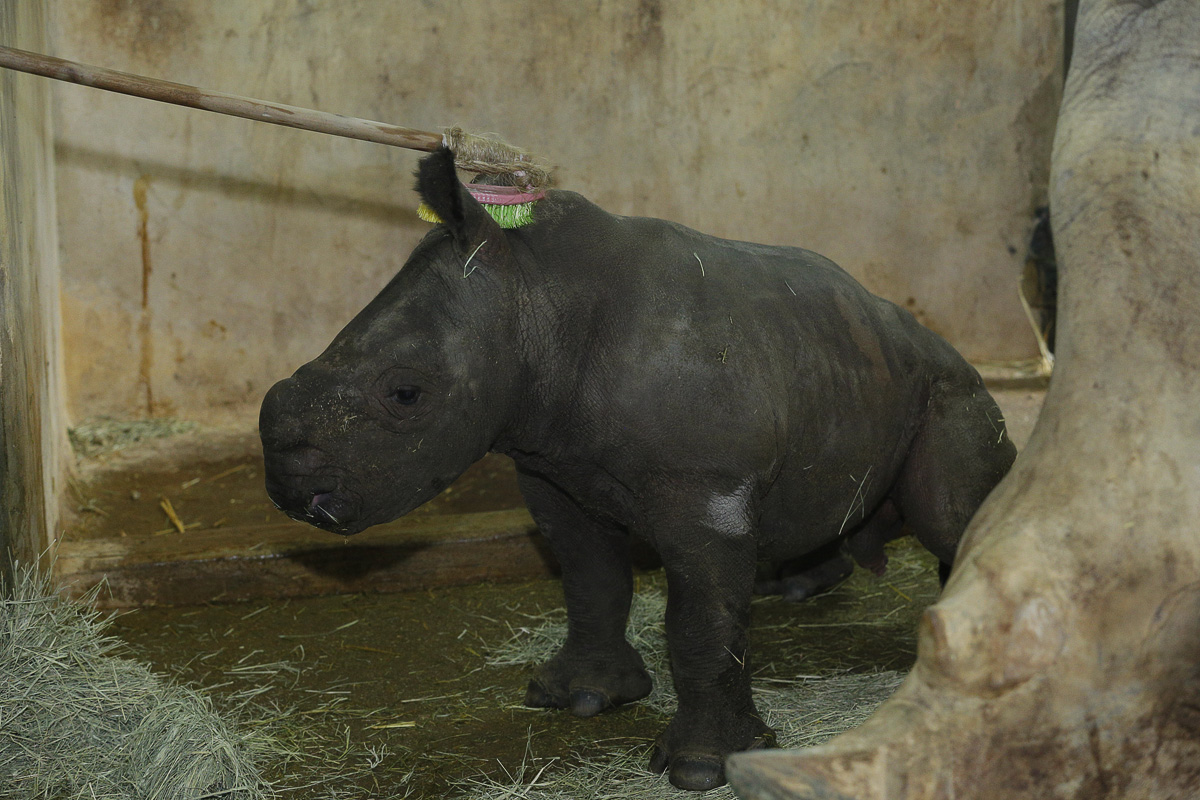 Singapore Zoo's Donsa delivers first white male baby rhino in 5 years without anyone around! - Alvinology