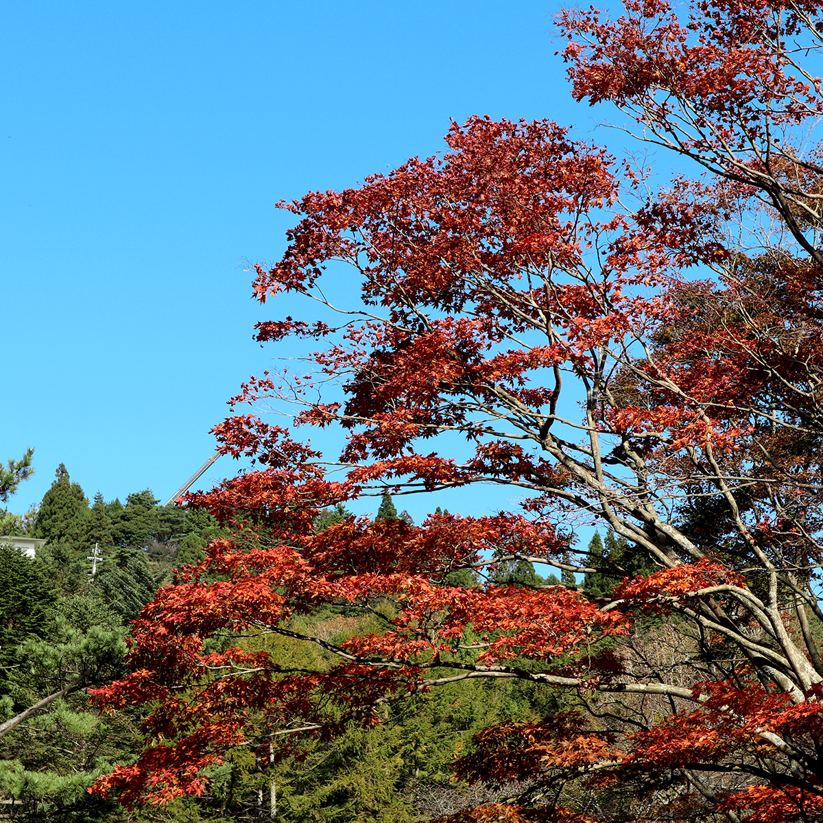 How To Best Get Around Kansai Region In Japan How To Best Get Around Kansai Region In Japan - Alvinology