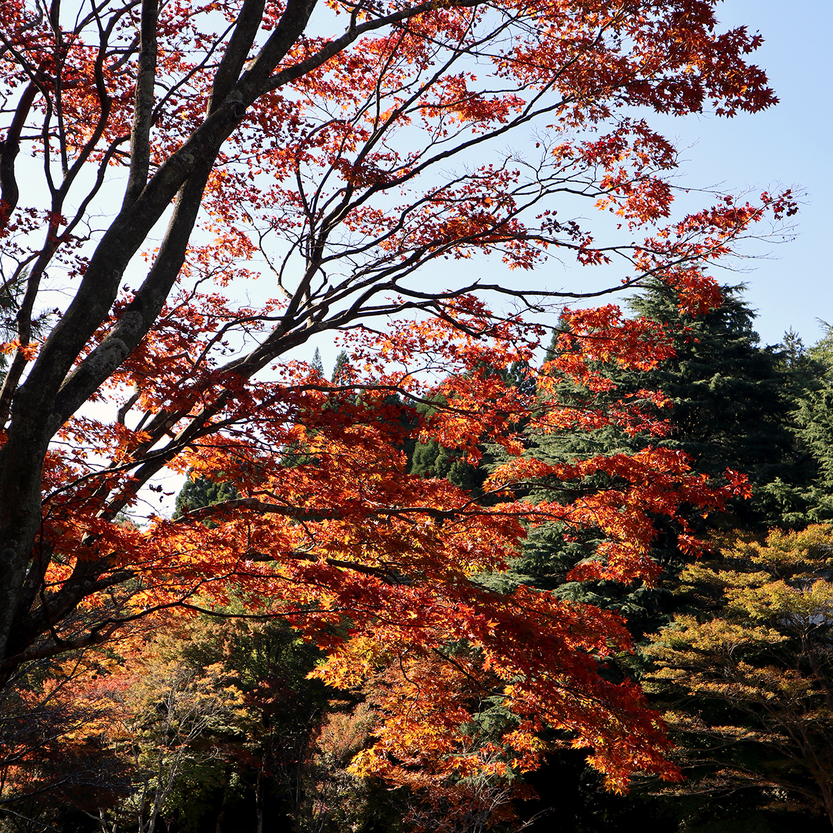 How To Best Get Around Kansai Region In Japan How To Best Get Around Kansai Region In Japan - Alvinology