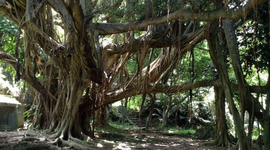 [Sponsored Post] Live Nuchigusui - Okinawa's secret to longevity - Alvinology