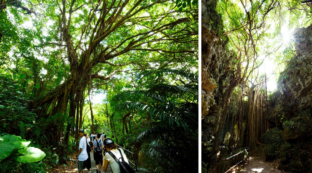 [Sponsored Post] Live Nuchigusui - Okinawa's secret to longevity - Alvinology