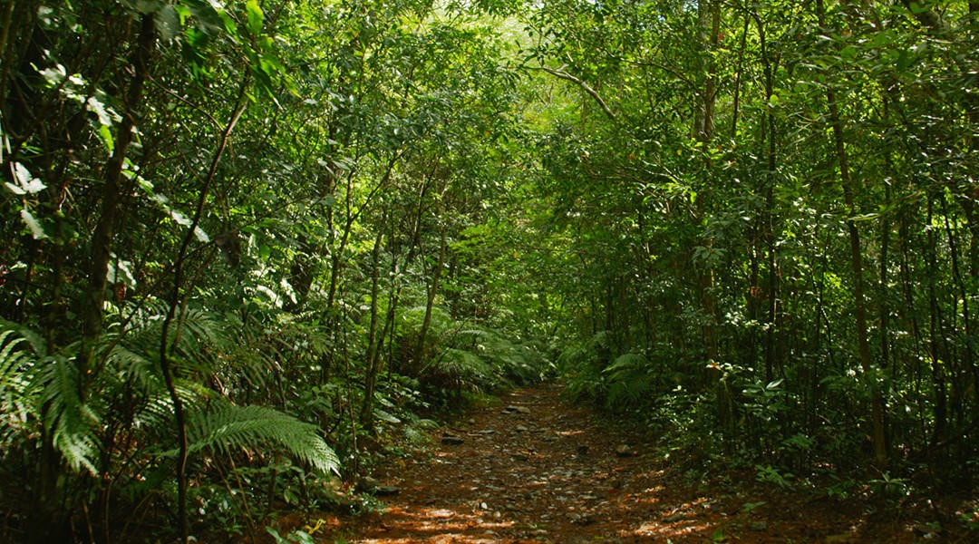 [Sponsored Post] Live Nuchigusui - Okinawa's secret to longevity - Alvinology