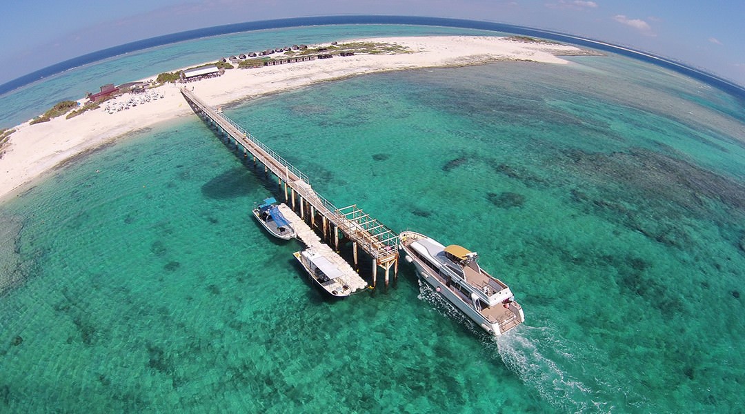 [Sponsored Post] Live Nuchigusui - Okinawa's secret to longevity - Alvinology