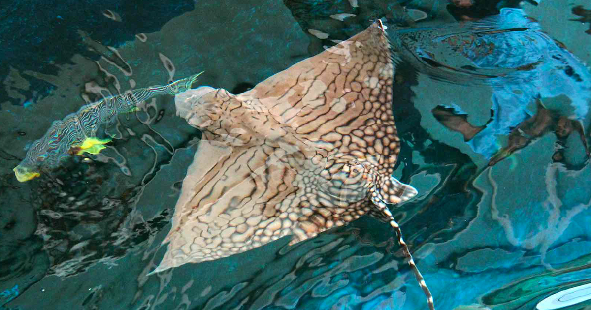 Endangered Ray Finds Its New Home at S.E.A. Aquarium - Alvinology