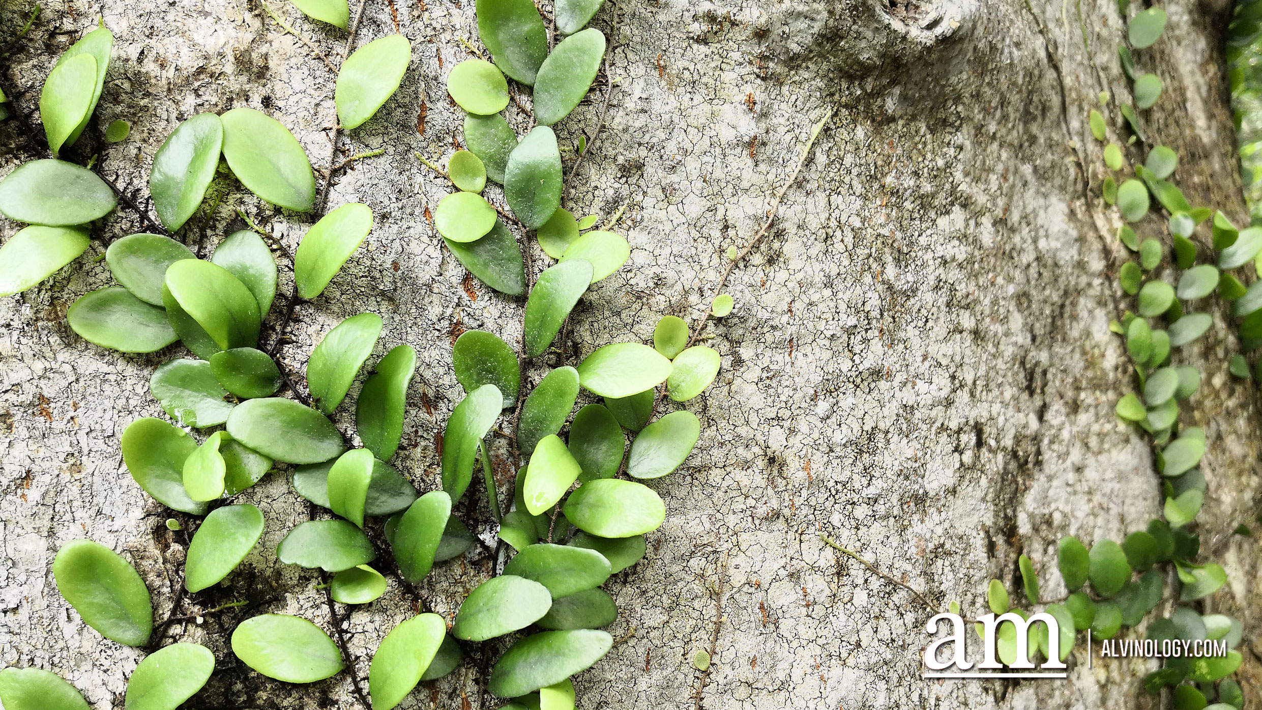 These photos are all taken with the HUAWEI Mate 10 Pro and we are pretty impressed - Alvinology