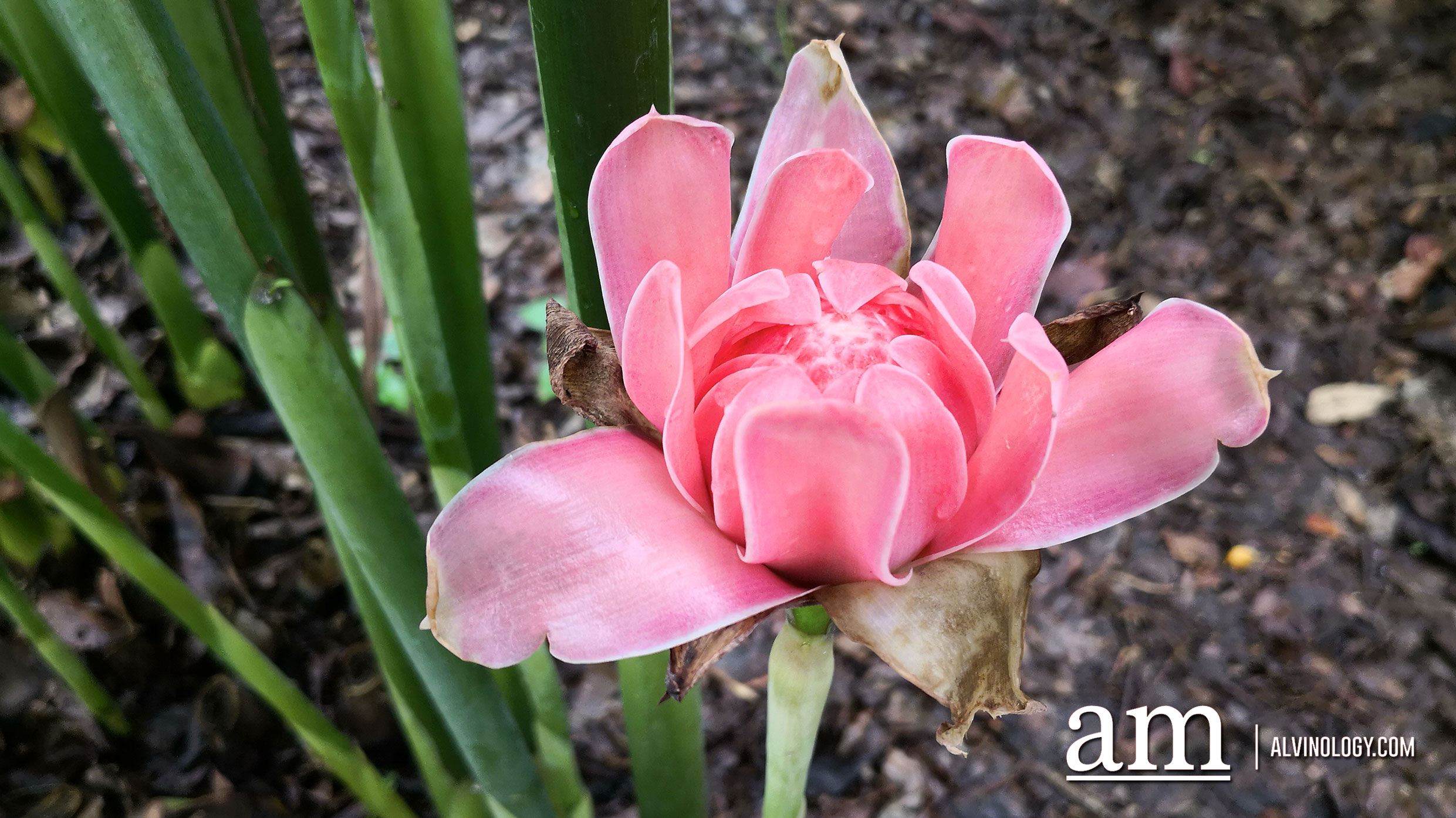 These photos are all taken with the HUAWEI Mate 10 Pro and we are pretty impressed - Alvinology