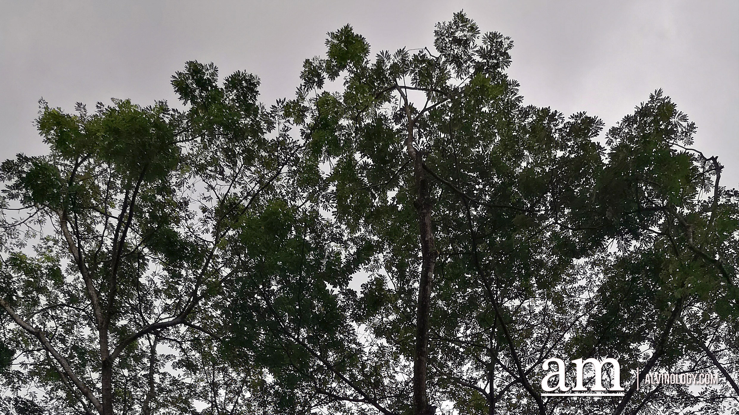 These photos are all taken with the HUAWEI Mate 10 Pro and we are pretty impressed - Alvinology