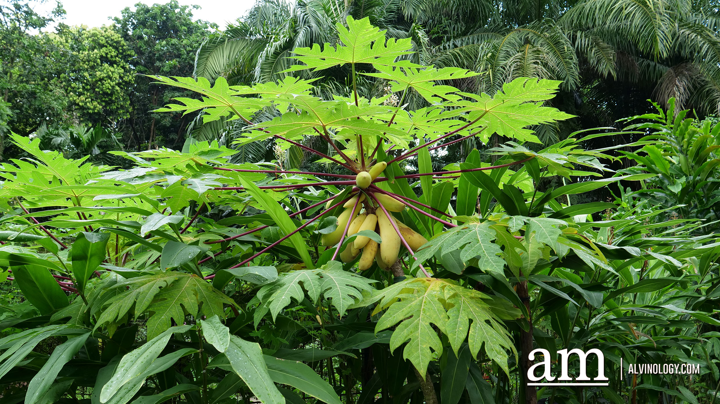 Jacob Ballas Children's Garden - Largest Children's Garden in Asia Papaya