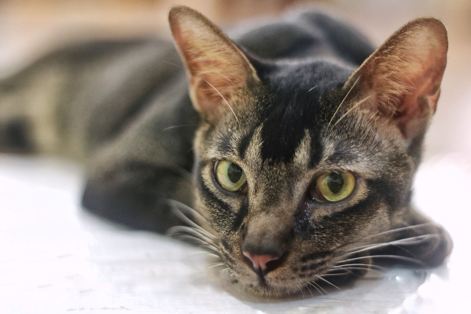 The Cat Museum hopes that you adopt a cat among the last 8 adult cats they have - Alvinology