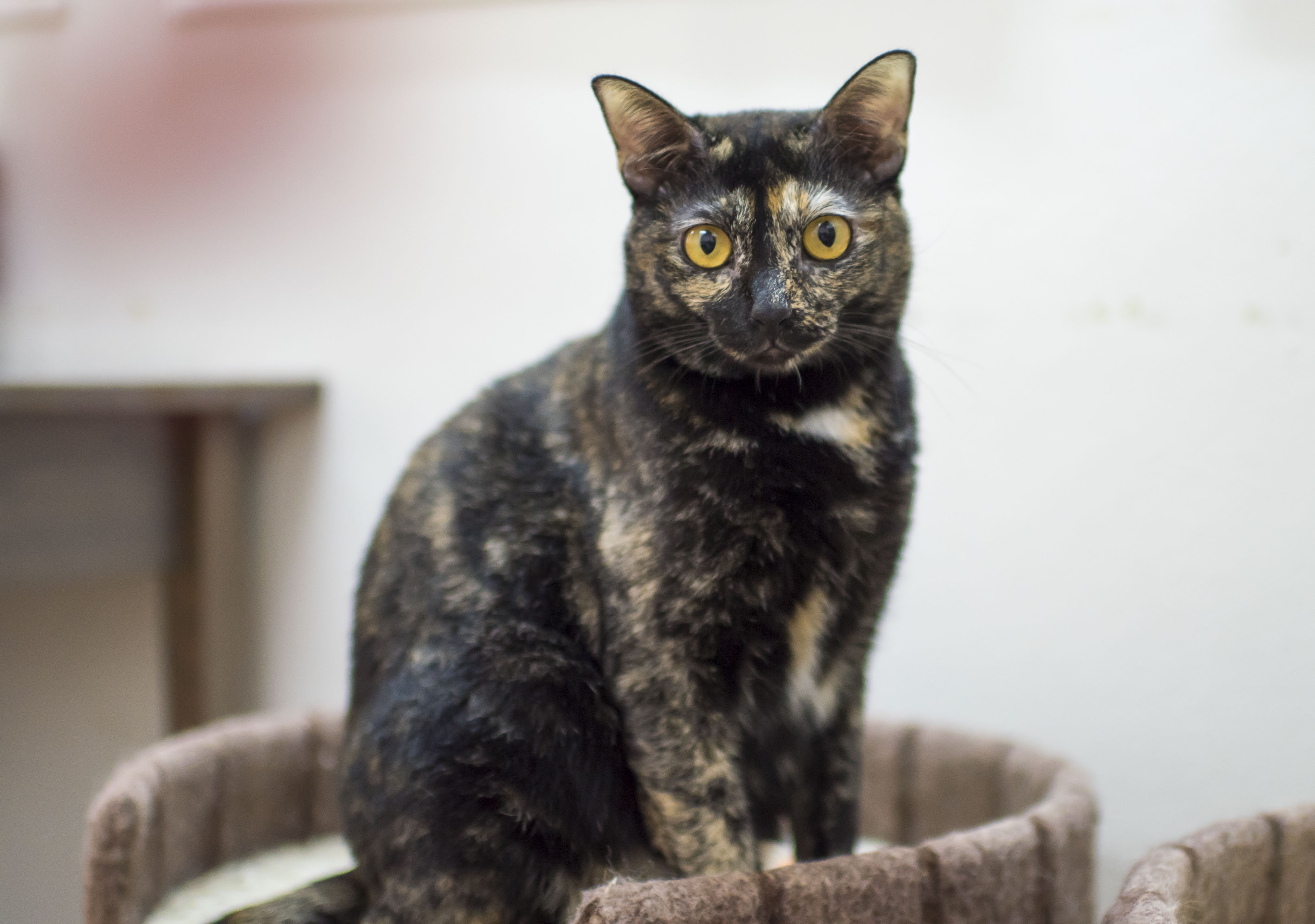 The Cat Museum hopes that you adopt a cat among the last 8 adult cats they have - Alvinology