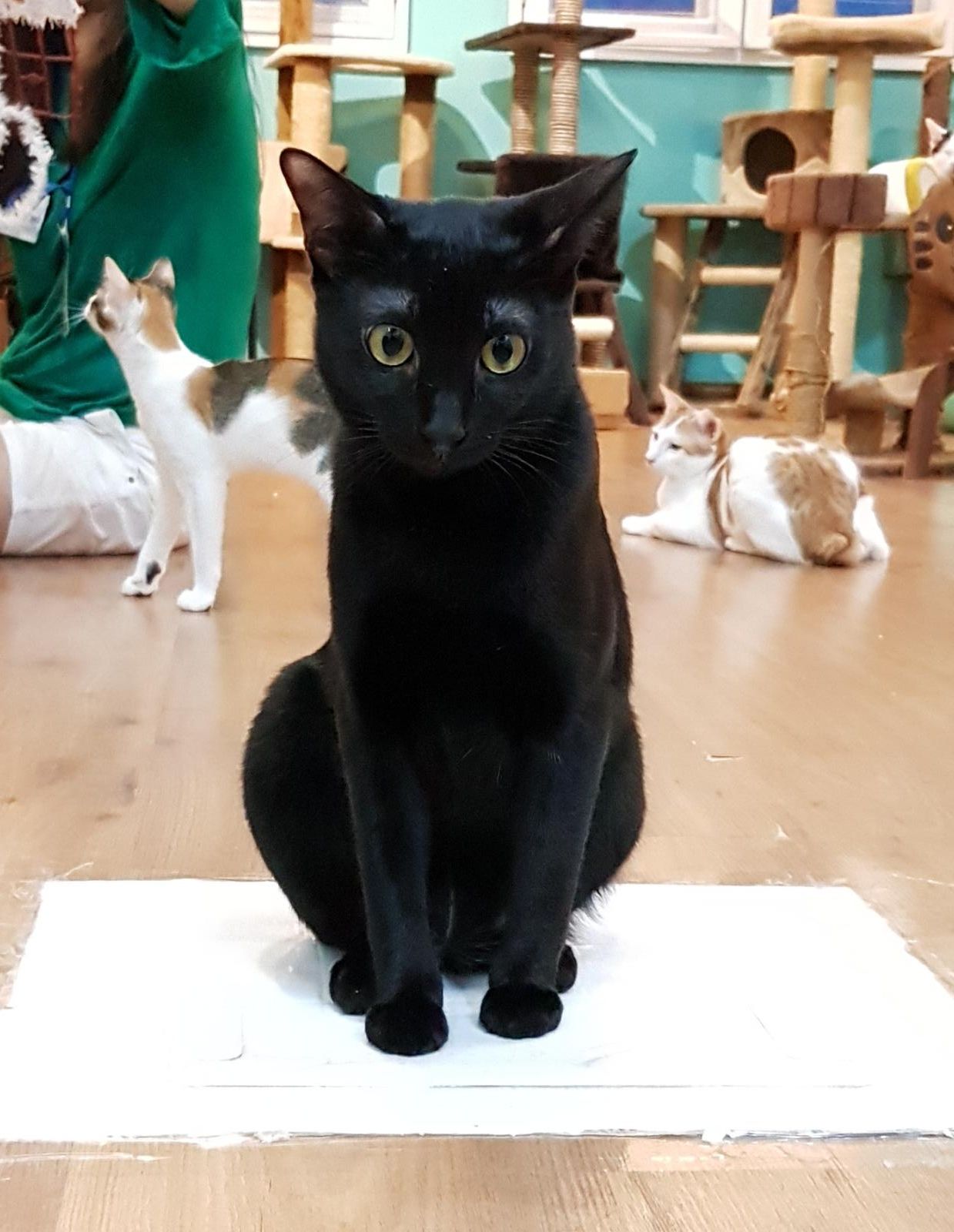 The Cat Museum hopes that you adopt a cat among the last 8 adult cats they have - Alvinology