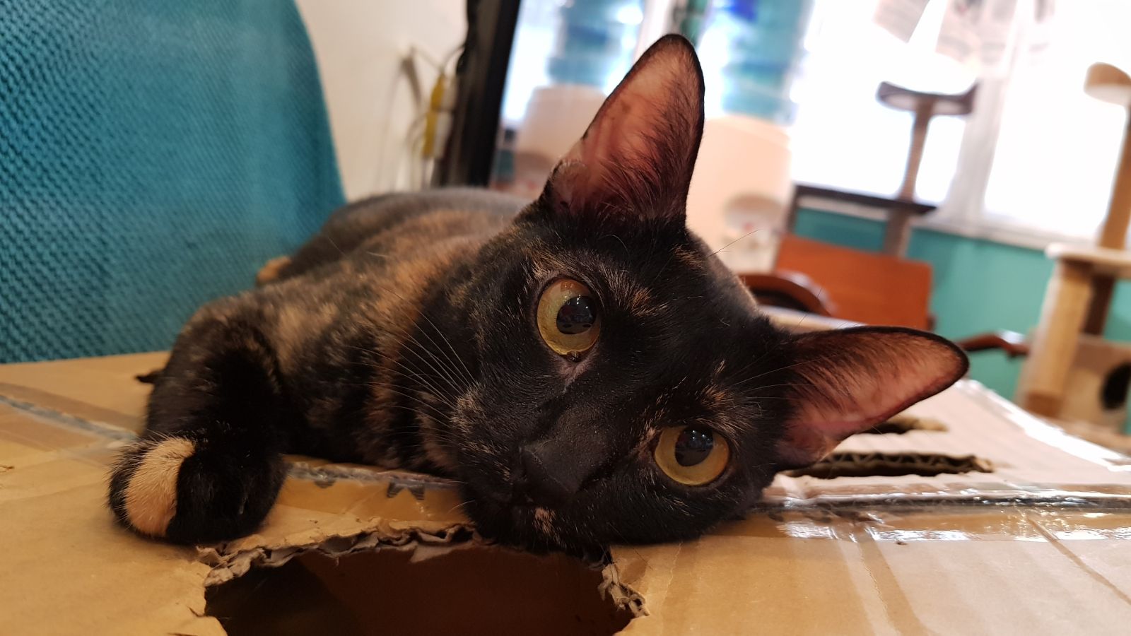 The Cat Museum hopes that you adopt a cat among the last 8 adult cats they have - Alvinology