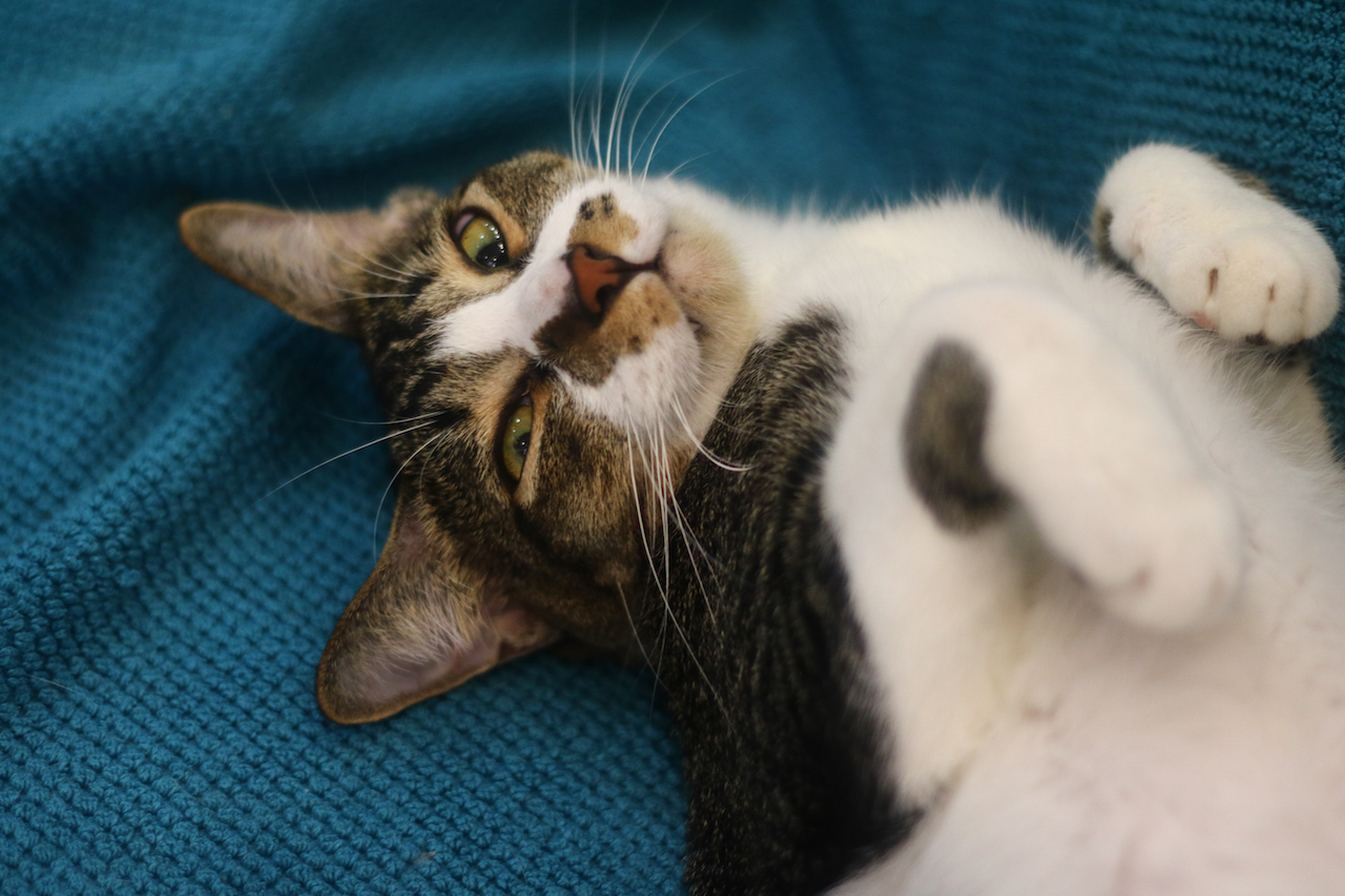 The Cat Museum hopes that you adopt a cat among the last 8 adult cats they have - Alvinology