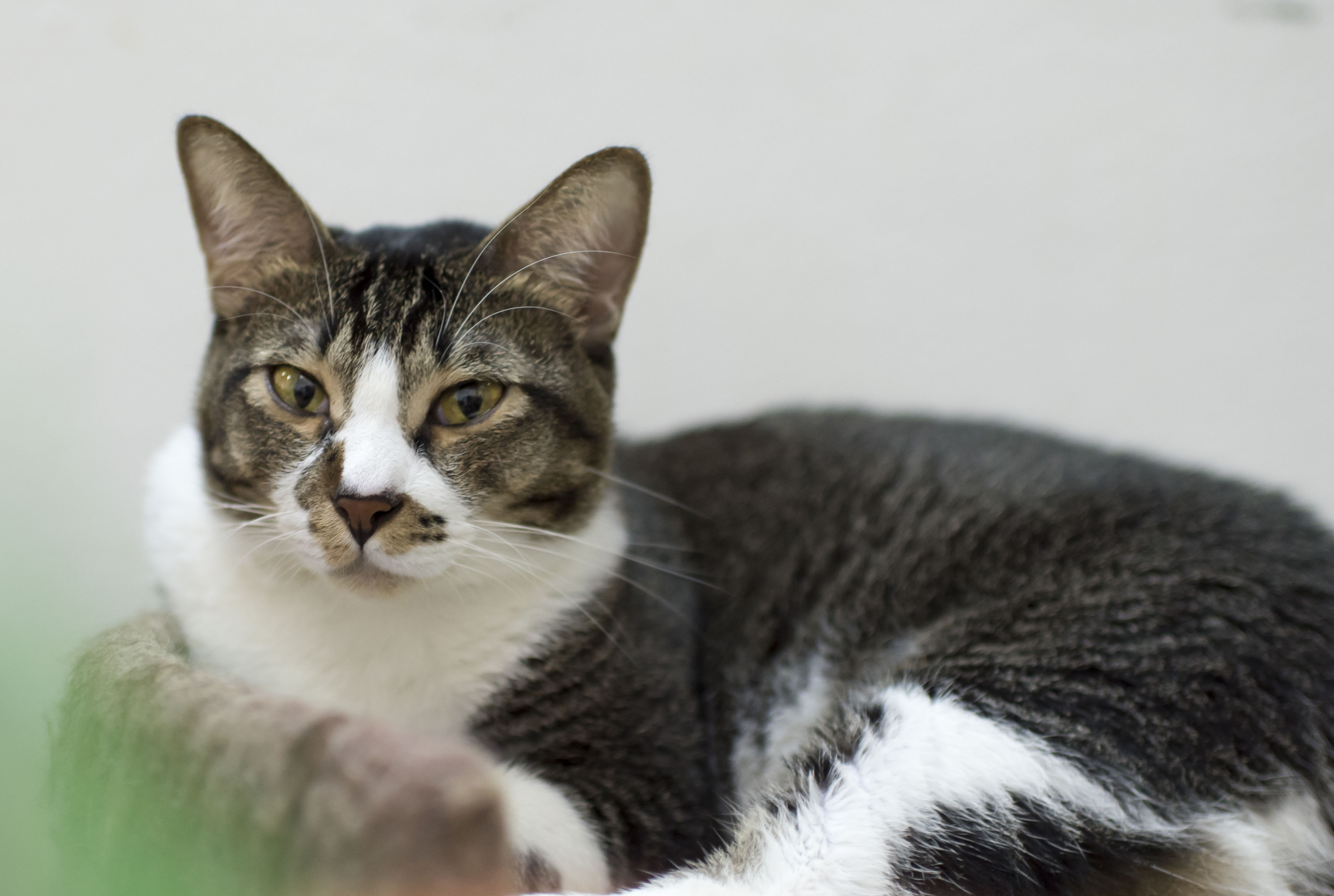 The Cat Museum hopes that you adopt a cat among the last 8 adult cats they have - Alvinology