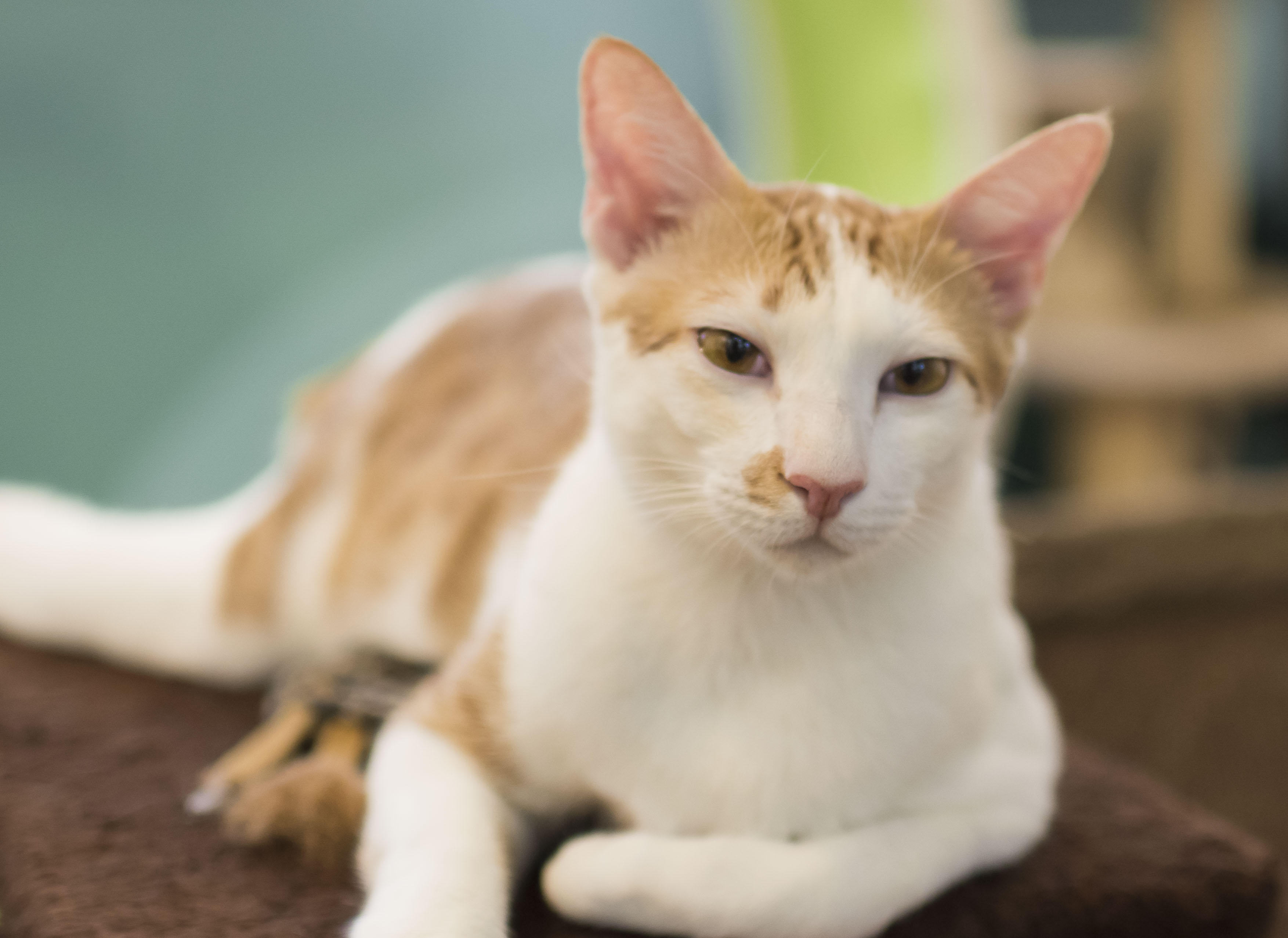 The Cat Museum hopes that you adopt a cat among the last 8 adult cats they have - Alvinology