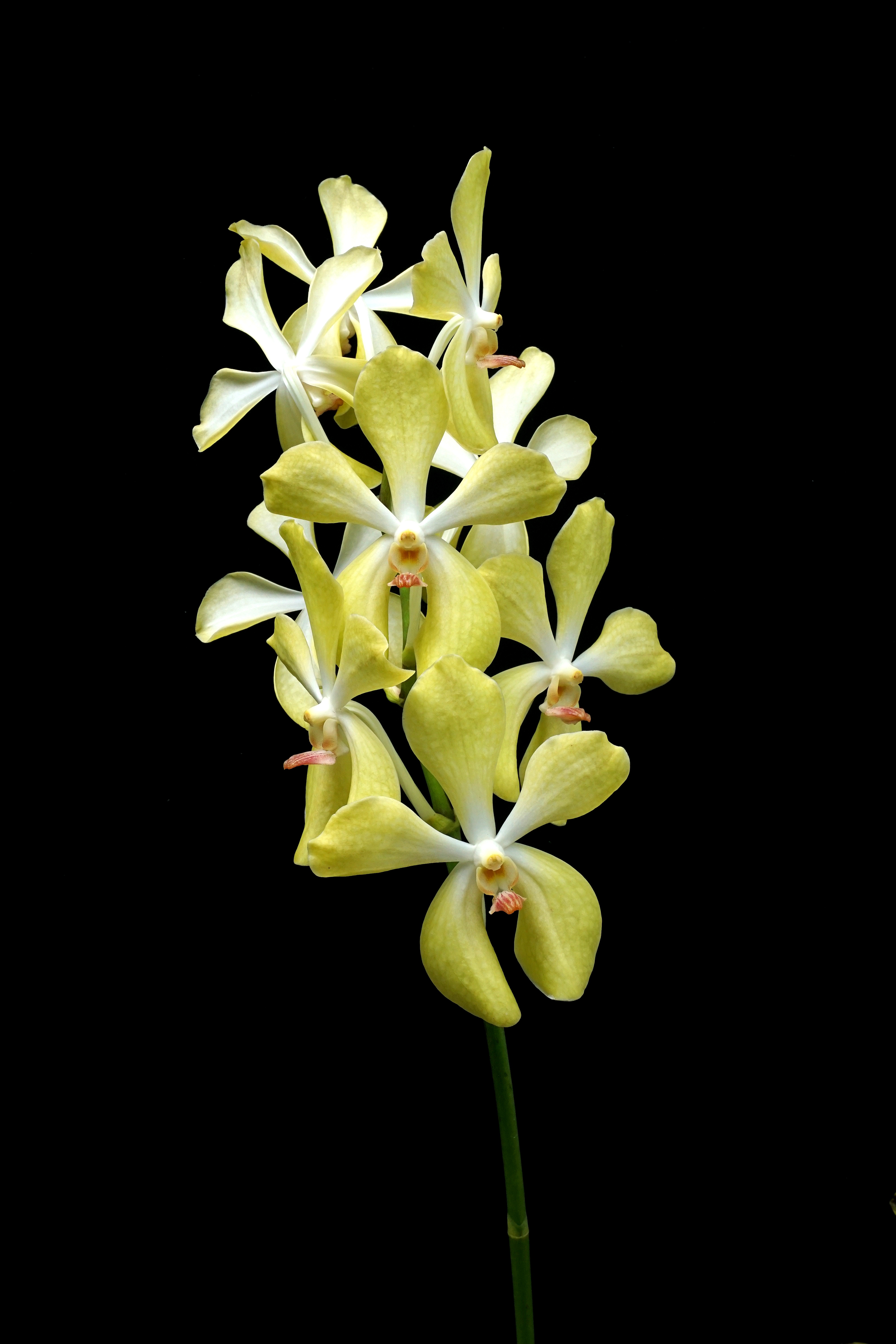 The Singapore Garden Festival Orchid Show is back! - Alvinology