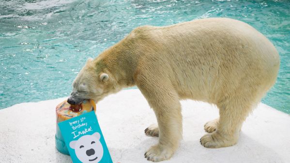 Celebrating Inuka the polar bear’s life (1990 – 2018) - Alvinology