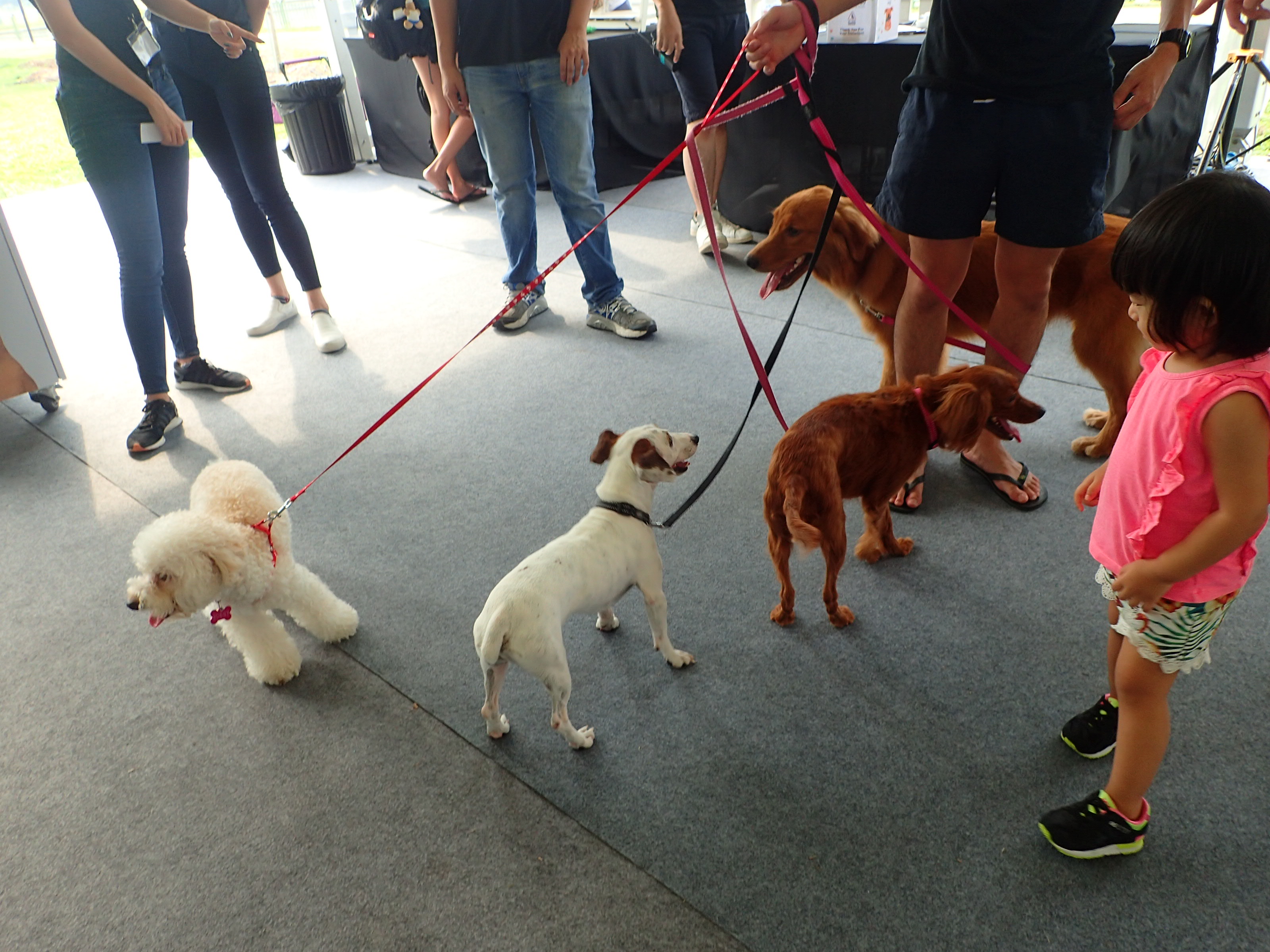 Netflix and SOSD presents Netflix and Woof adoption drive! Netflix and SOSD presents Netflix and Woof adoption drive! - Alvinology