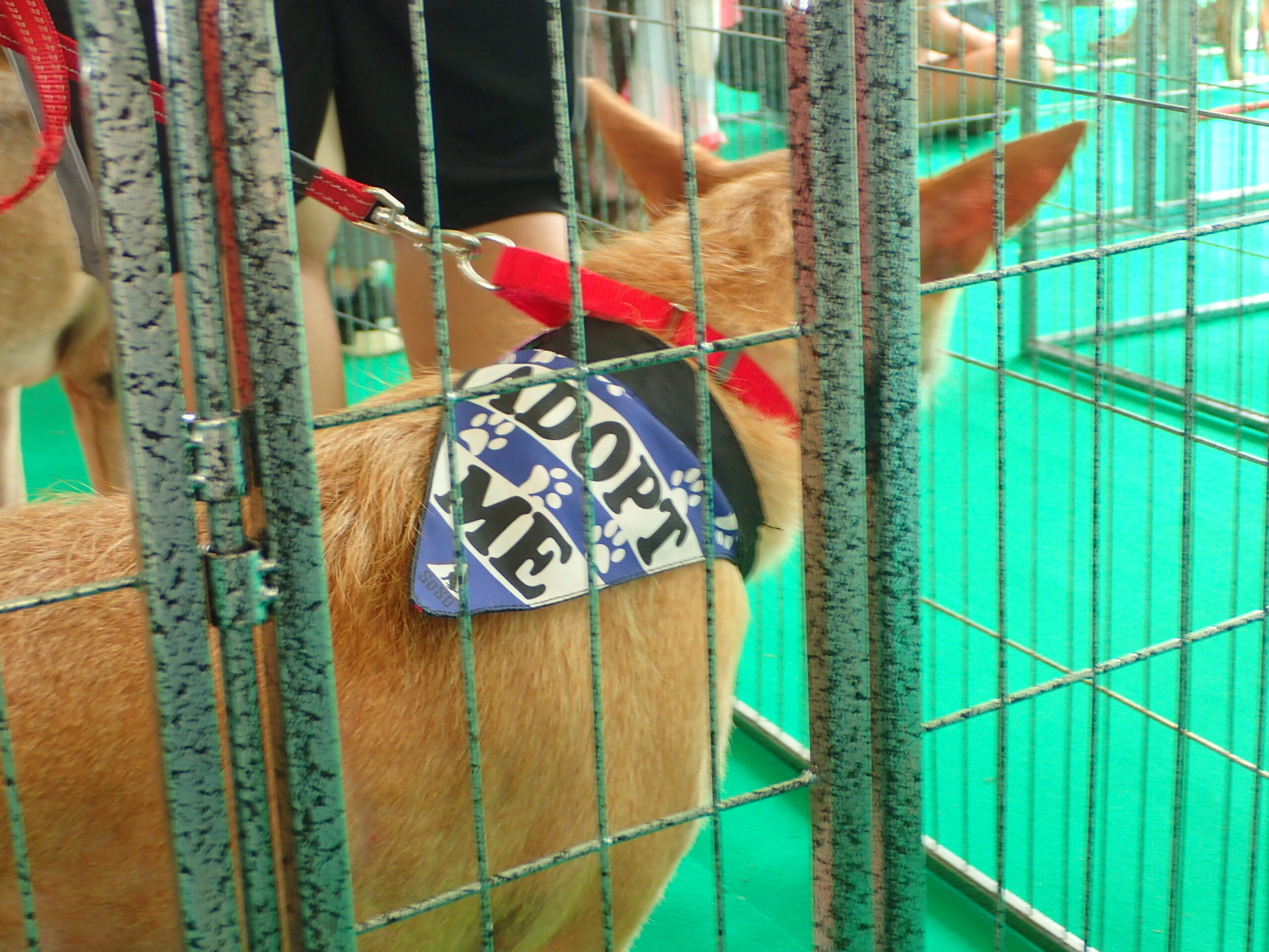 Netflix and SOSD presents Netflix and Woof adoption drive! - Alvinology