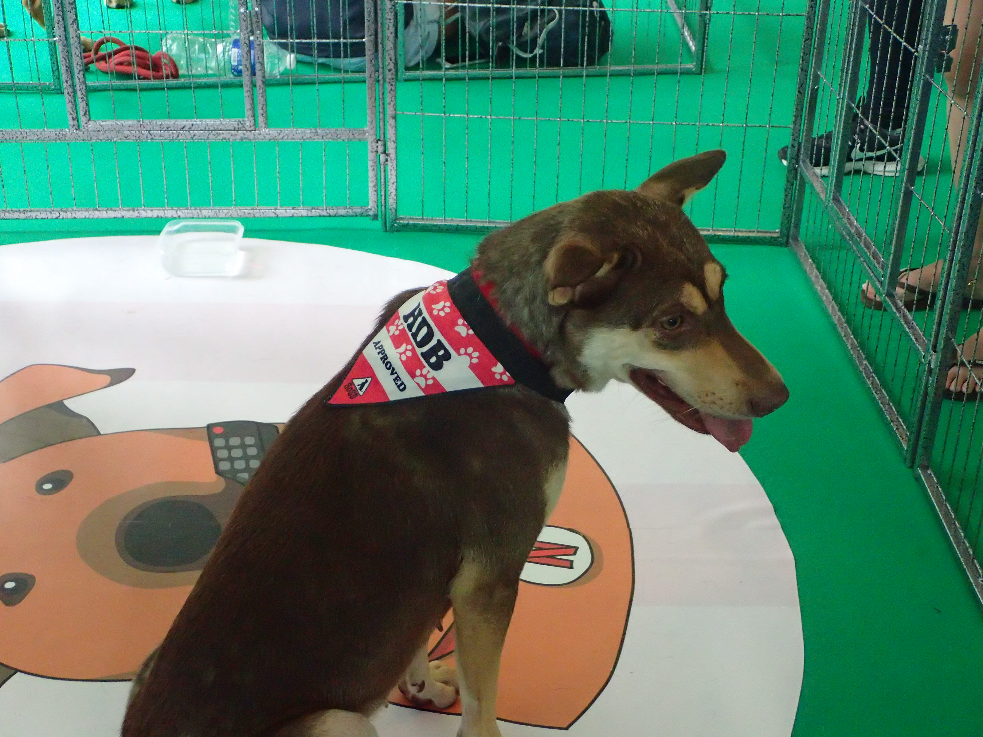 Netflix and SOSD presents Netflix and Woof adoption drive! Netflix and SOSD presents Netflix and Woof adoption drive! - Alvinology