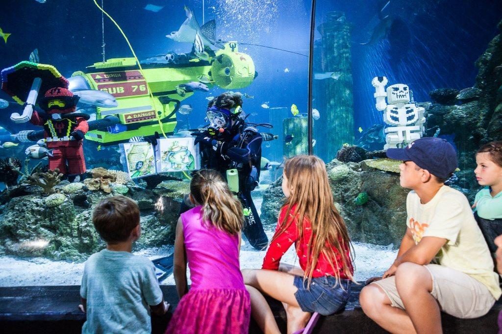Here's a chance for your child to become SEA LIFE's Junior Ranger! - Alvinology