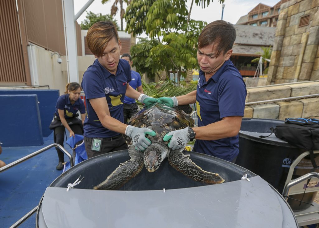 S.E.A. Aquarium’s Two Rescued Sea Turtles Return to the Wild after Specialised Care and Rehabilitation - Alvinology