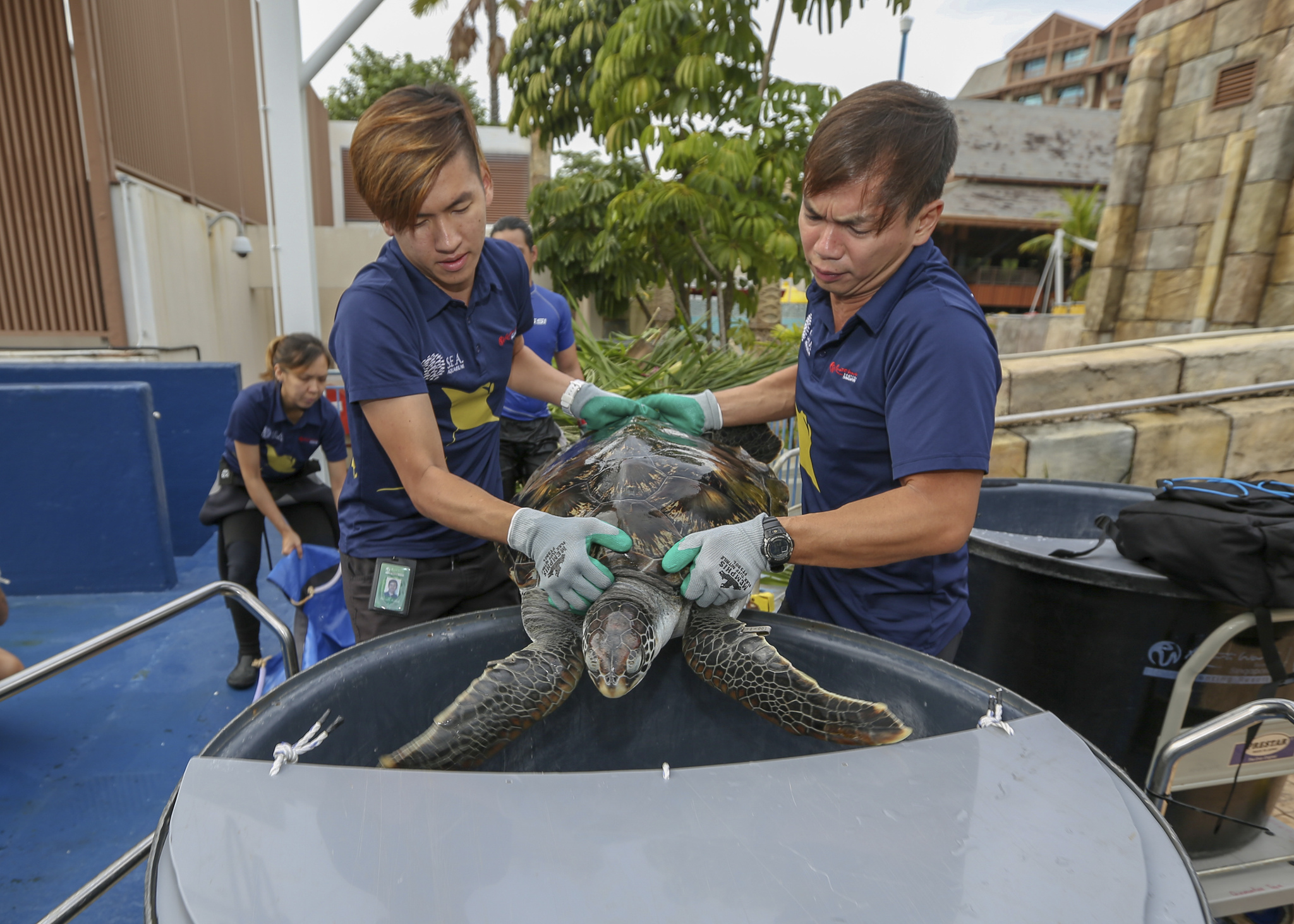 S.E.A. Aquarium’s Two Rescued Sea Turtles Return to the Wild after Specialised Care and Rehabilitation - Alvinology
