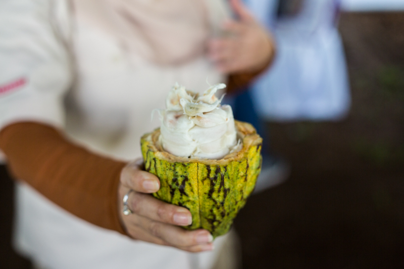 Barry Callebaut: Chocolate with a Heart - Alvinology