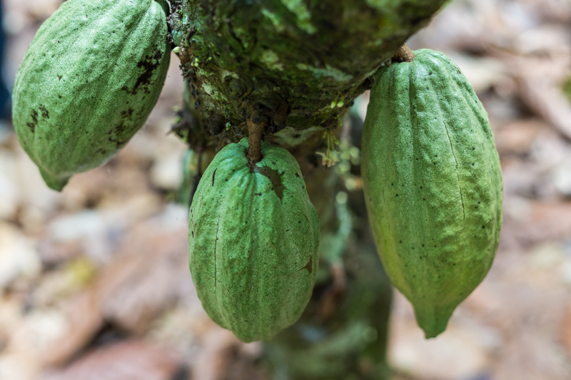 Barry Callebaut: Chocolate with a Heart - Alvinology