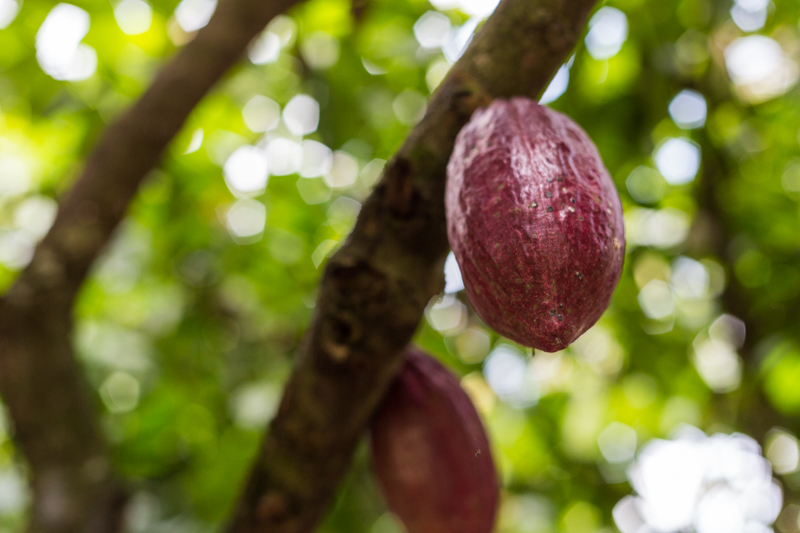 Barry Callebaut: Chocolate with a Heart - Alvinology