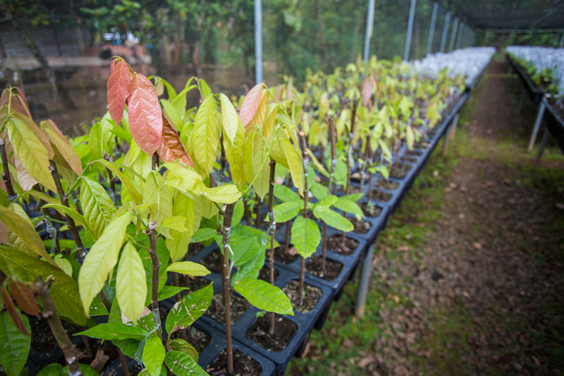 Barry Callebaut: Chocolate with a Heart - Alvinology