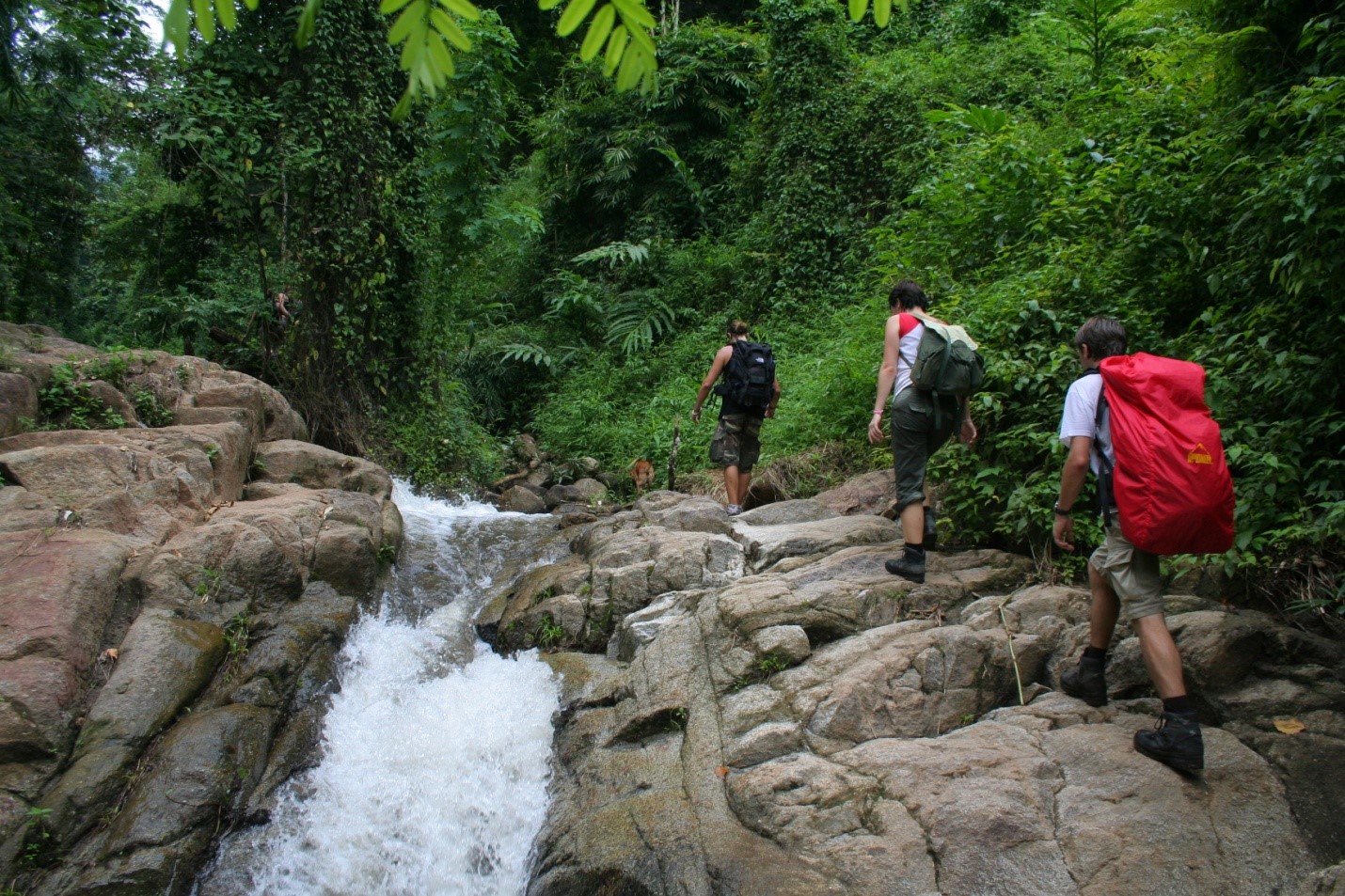 A Comprehensive Travel Guide for Jungle Survival - Alvinology