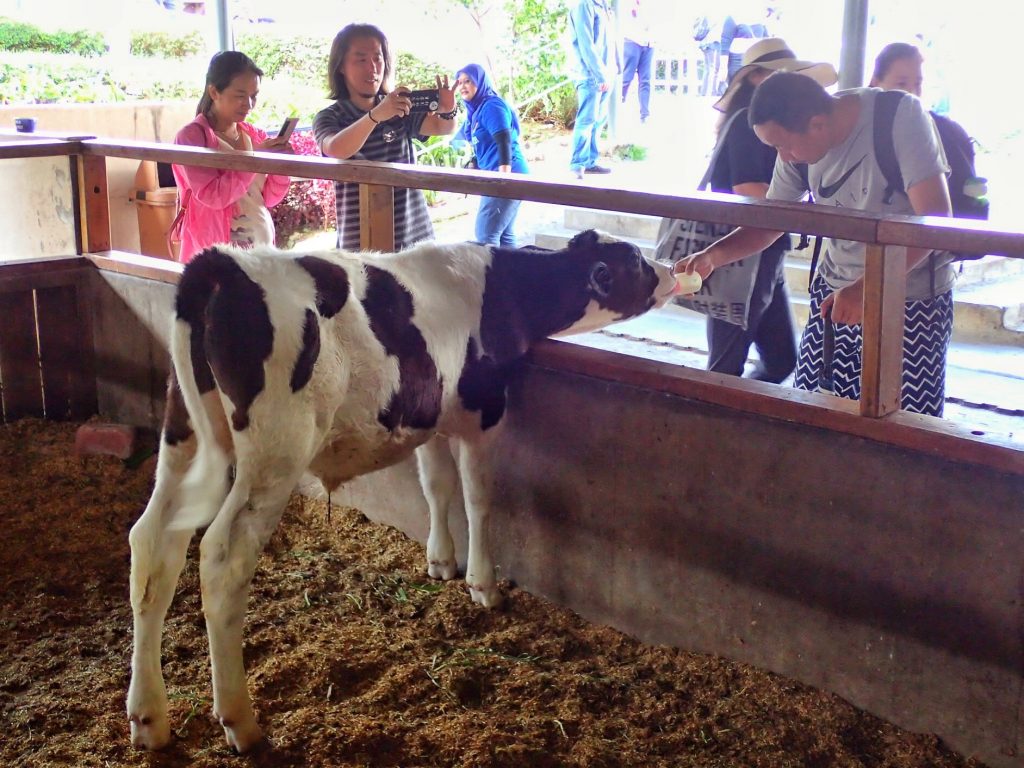 Kota Kinabalu (Sabah, East Malaysia): Epic Nature for Every Adventure - Alvinology