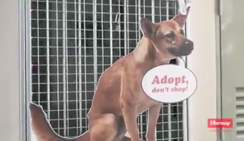 Volunteers set up GIF Photo Booth to help Singapore shelters promote adoption - Alvinology