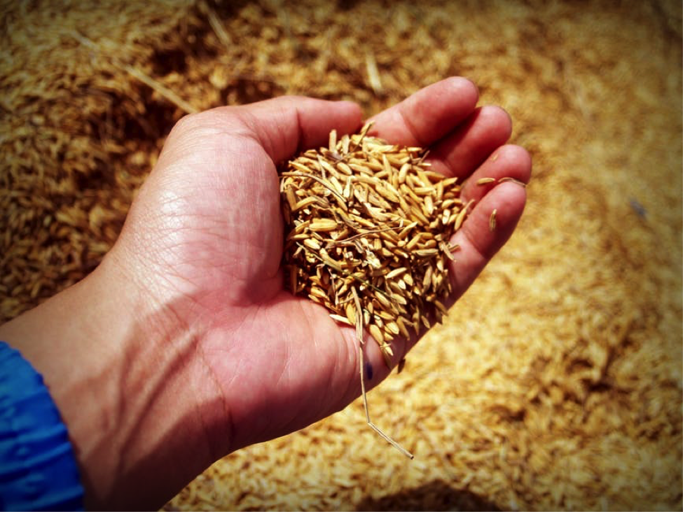 7 Foods That Work Wonder For Your Hair Loss - Alvinology