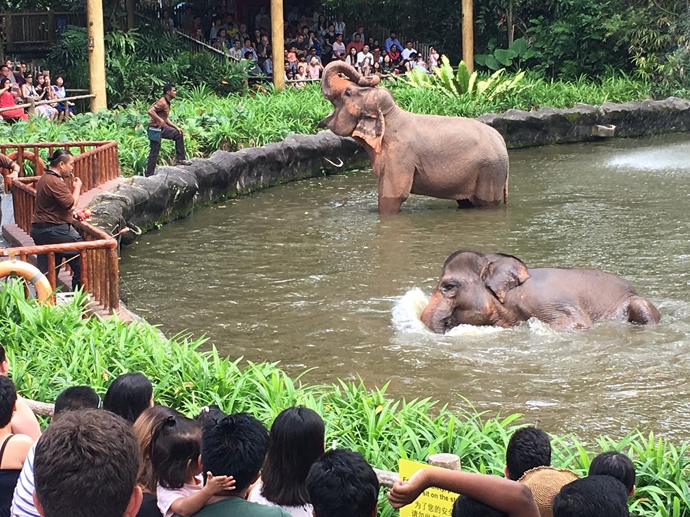 Singapore Zoo revamps Elephant Presentation - Alvinology