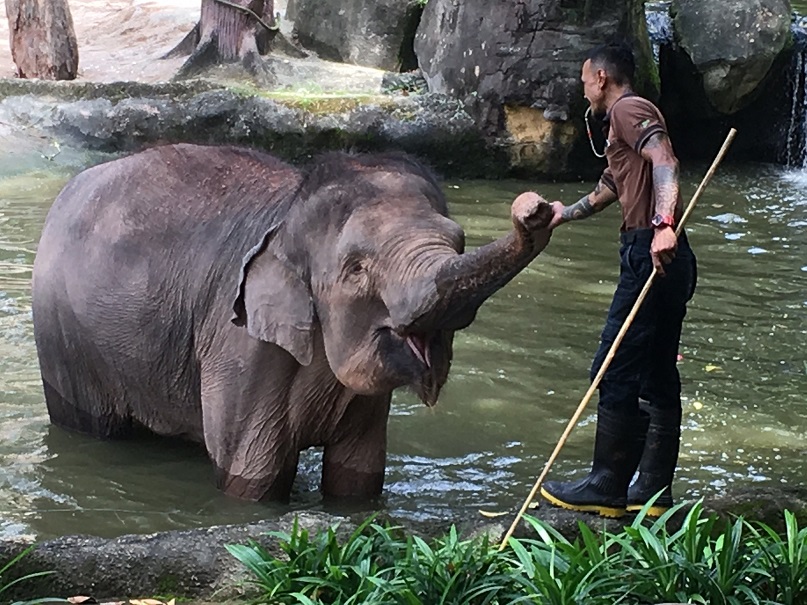 Singapore Zoo revamps Elephant Presentation - Alvinology