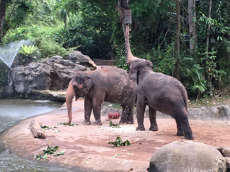 Singapore Zoo revamps Elephant Presentation - Alvinology
