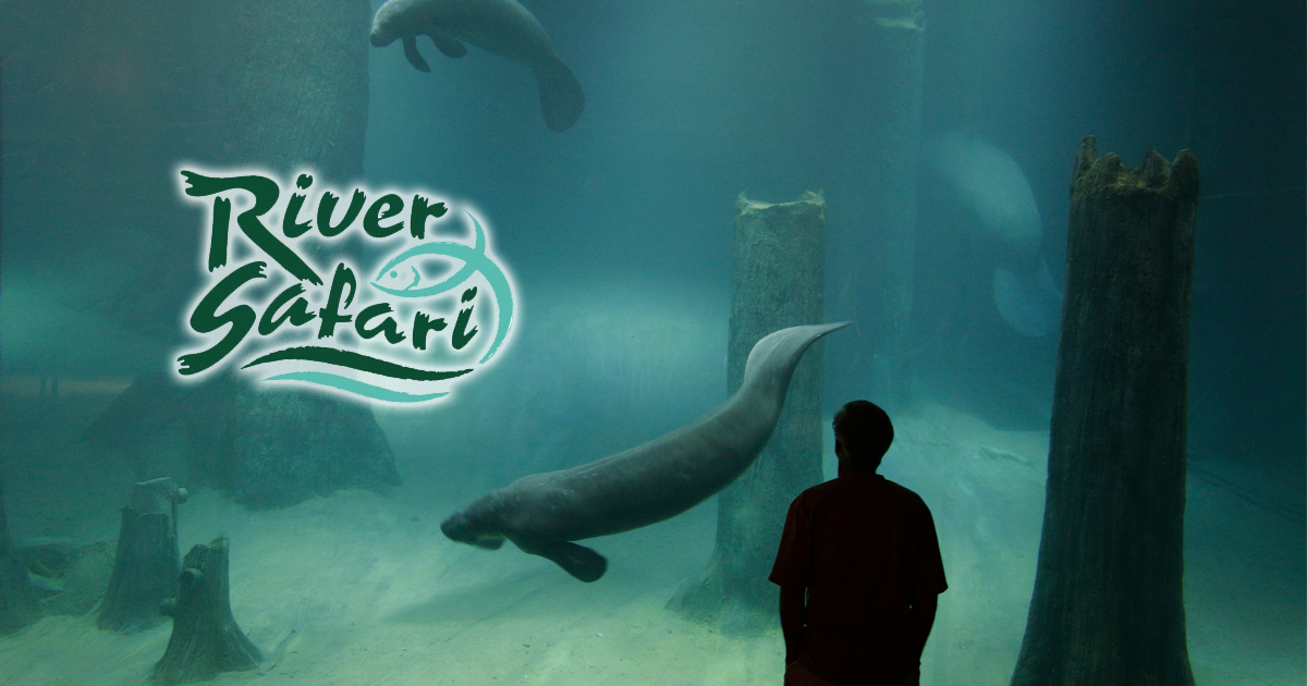Looking for a wild Valentines Day experience? How about sleeping with Manatees at River Safari - Alvinology