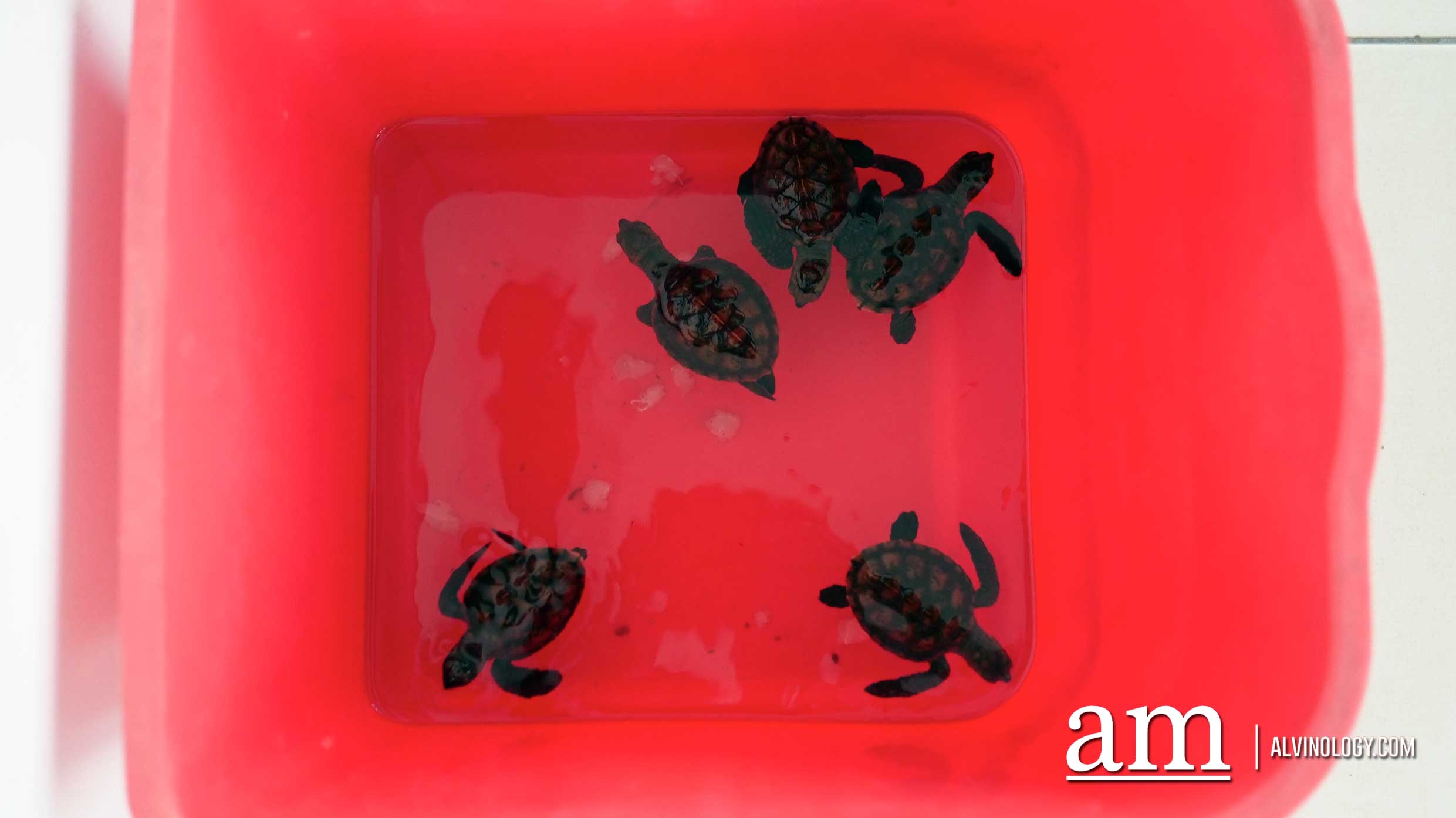Baby sea turtles 